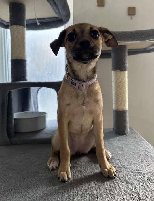 Lisa isi cauta casuta