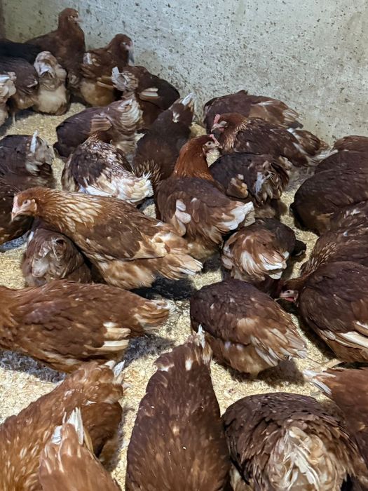 Продаются куры молодки