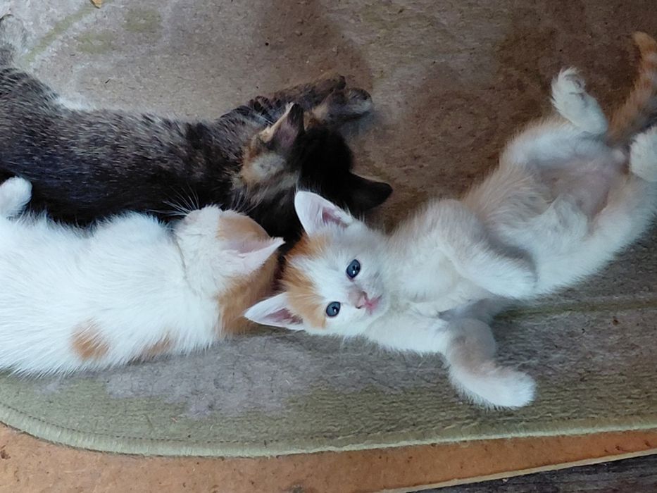 Отдам котя в добрые руки