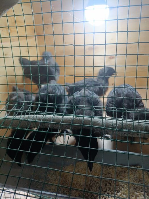 Ухейюл жужалари сотилади