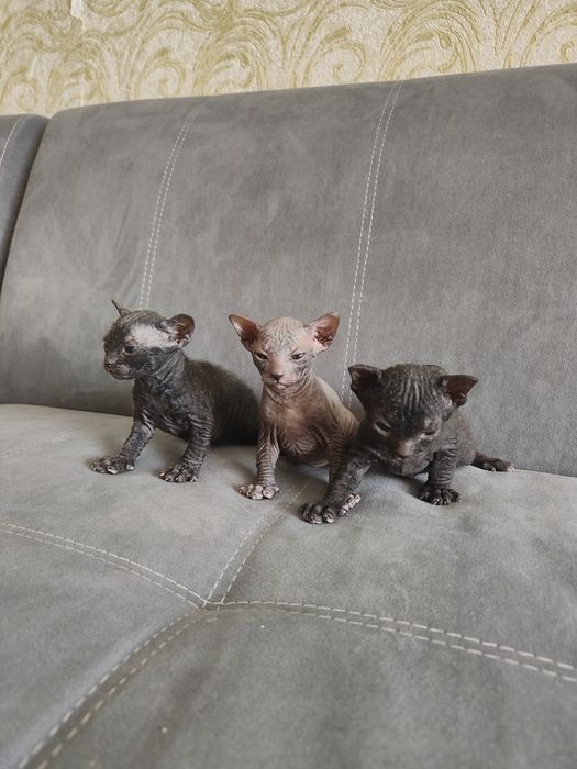 Продам котят донского сфинкса.