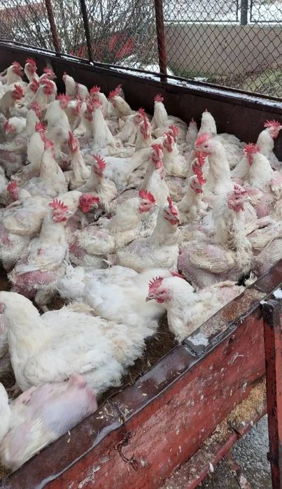 Gaini albe rasa de carne