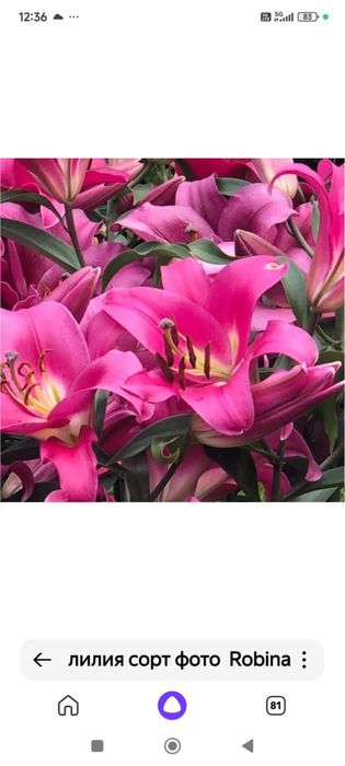 Лилии 10 сортов 1500