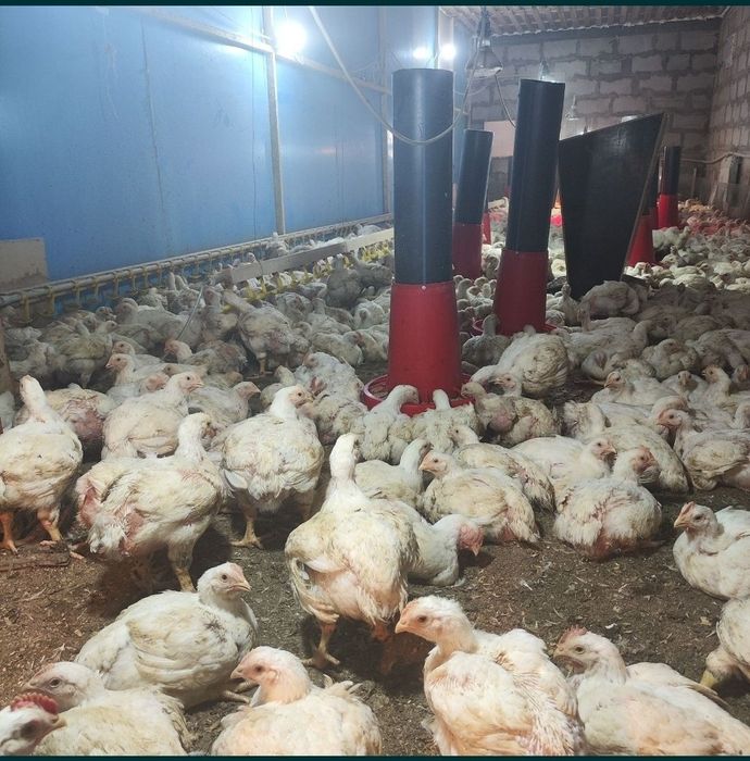 Бройлер кур тауық тушки или живым весом мясо птицы