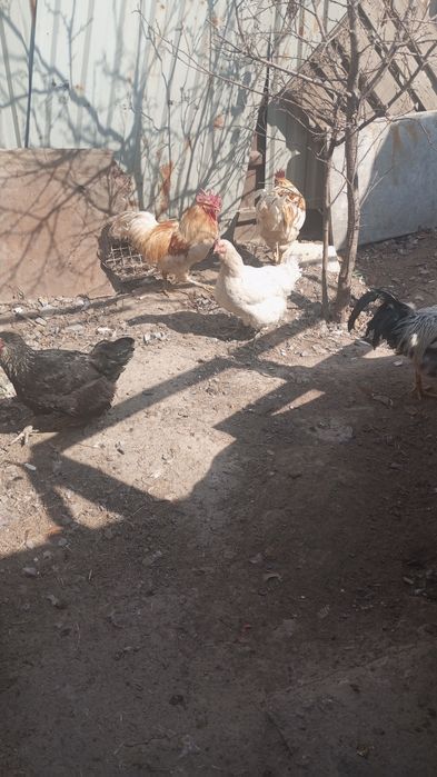 Курочки,петушки молоденькие
