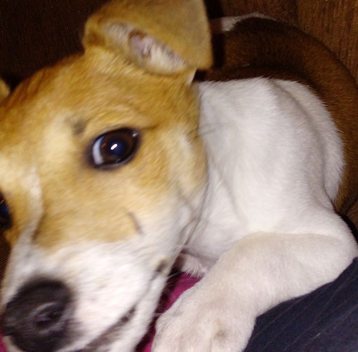 Подарява се Джак ръсел на 5 годинки ,обучен и не нанася щети ,добър