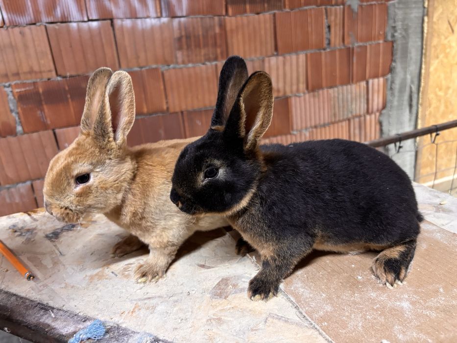 Doi iepurasi rex talie medie loh si galben