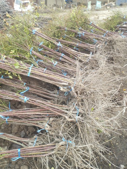 Штампвий гуллар сотилади