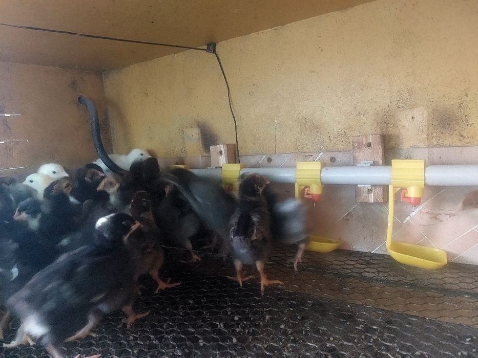 продам цыплят 9 дневных