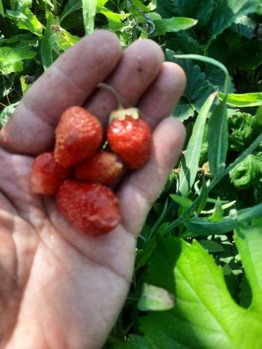 Алмалыдан дача сатылады