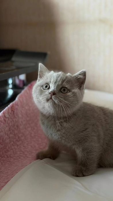 Британские короткошёрстные котята