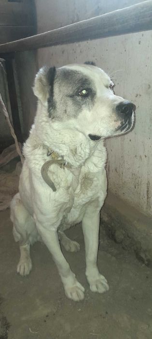 Алабай 7 месяцев кобель Алабай 7 ойлик угил бола