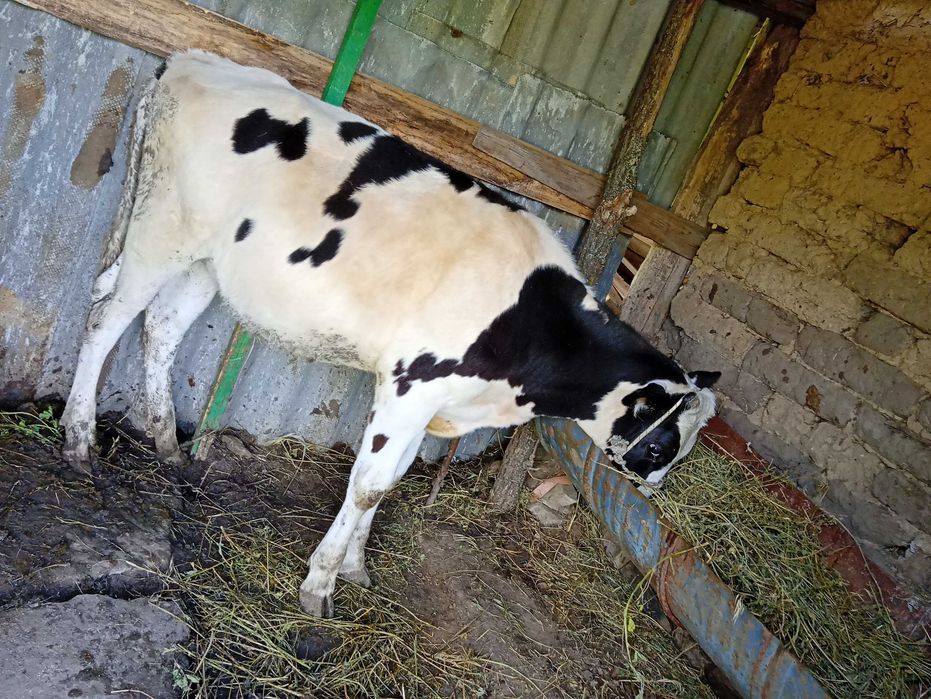 Vând vițea din rasa buna de lapte.pentru detalii 0752052018