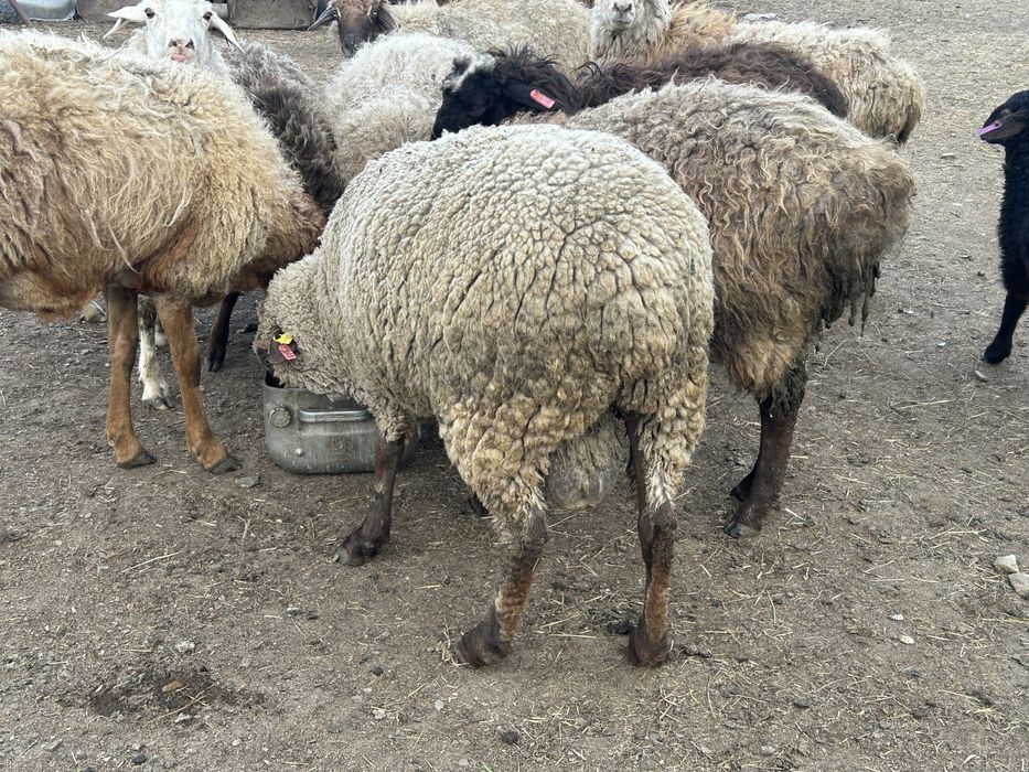Продам.   Кошкара