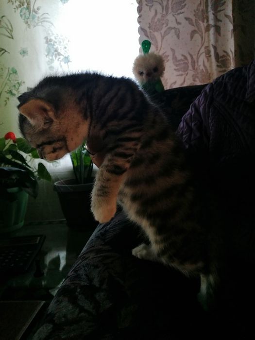 Отдам даром котёнка