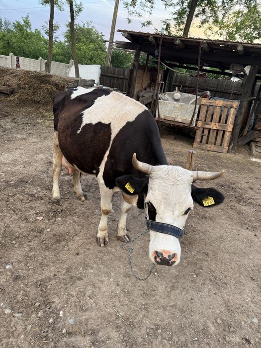 Vaca cu vitel  de vanzare