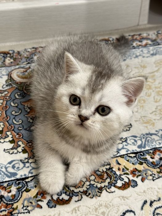 Скотиш страйт серебристая шиншилла