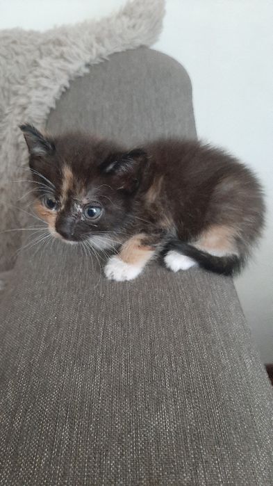 Котята , маленькие и красивые !
