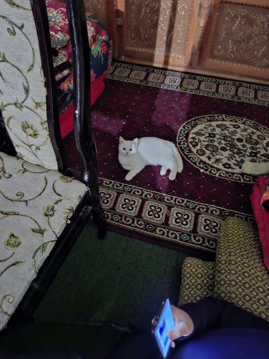 Скотиш Страйт, котёнок 6 месяцев