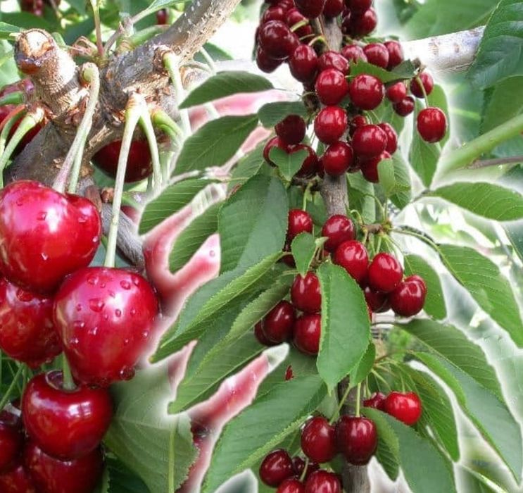 Pomi Fructiferi Columnari (CIRES)