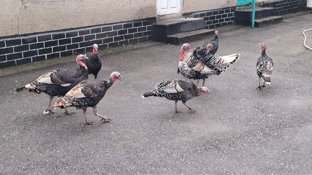 Индюки продаю домашние