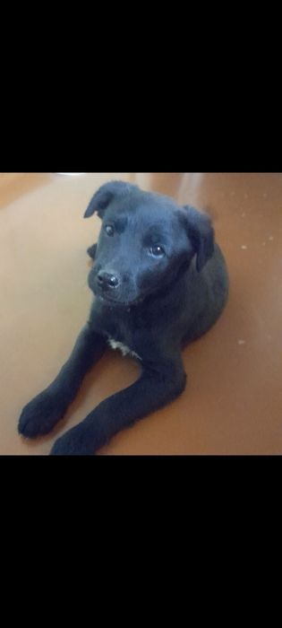 Срочно пристраивается мальчик!