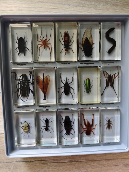 Колекция ,,Истински буболечки,,