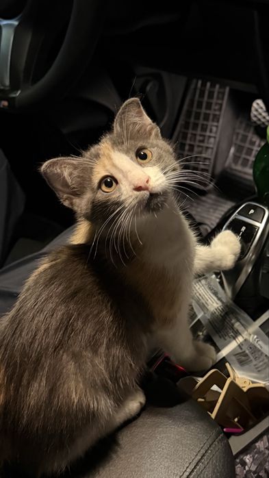 Чистые шотландские котенки