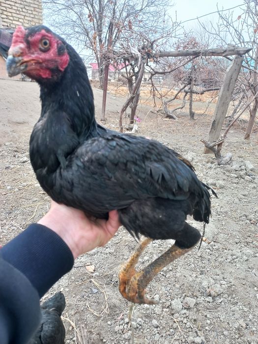 Хўрозлар даканг соғлом