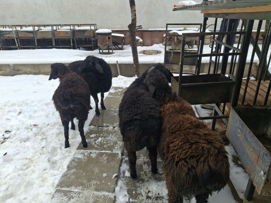 Токтылар и қошкарлар