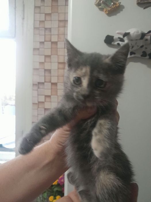 Котята отдадим в добрые руки