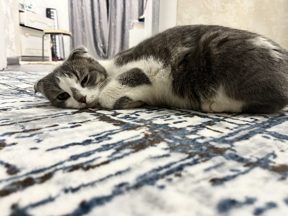 продам вислоухую кошку