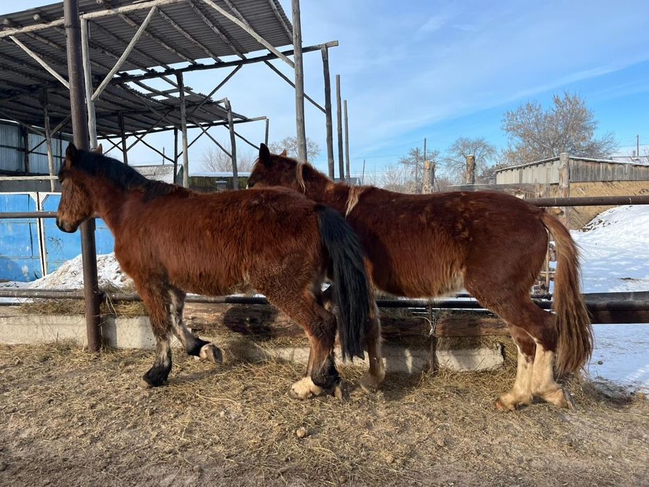 Продам или обменяю двух жеребцов тяжев!