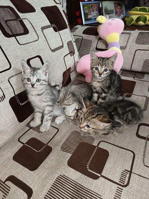 Отдам котят 2 мальчика 2 девочки