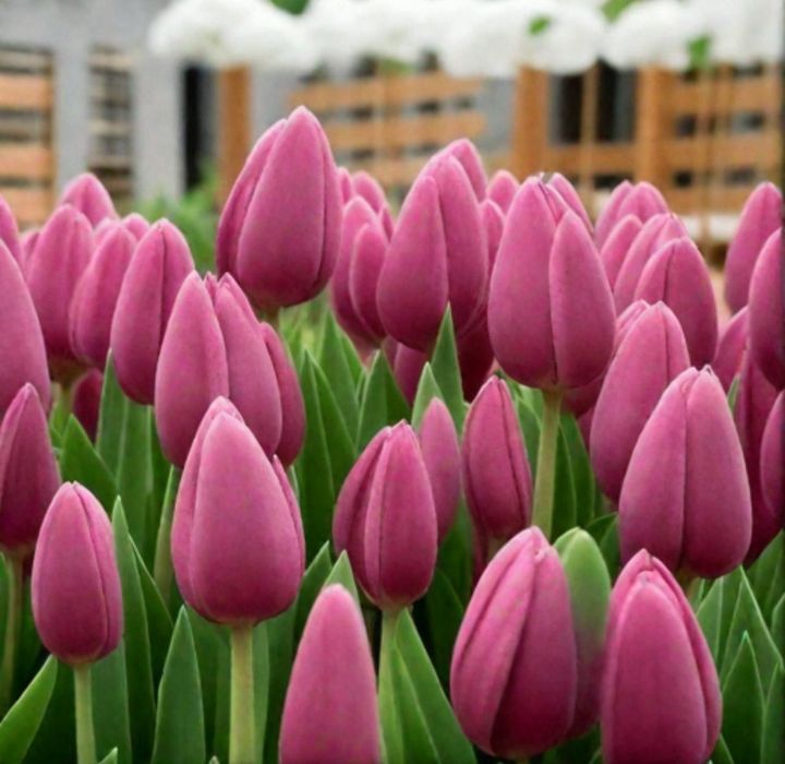 Голландские Тюльпаны