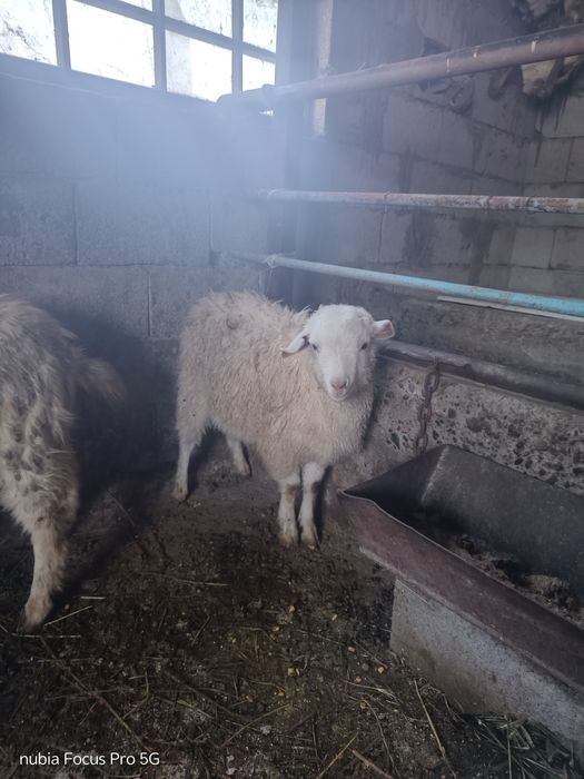 Ешкы лактар сатылады