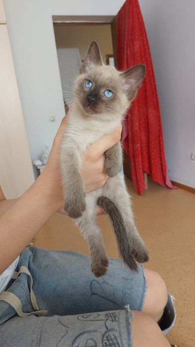 Шатланцы 1,5 мес девочки