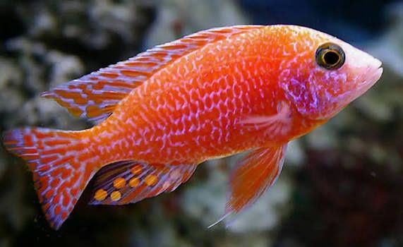 Аулонокара орхидея супер ред