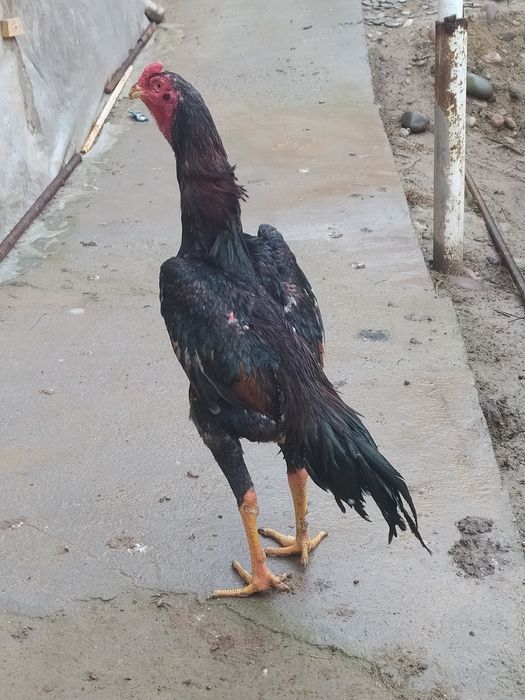 Dakan joja sotiladi Mayiski