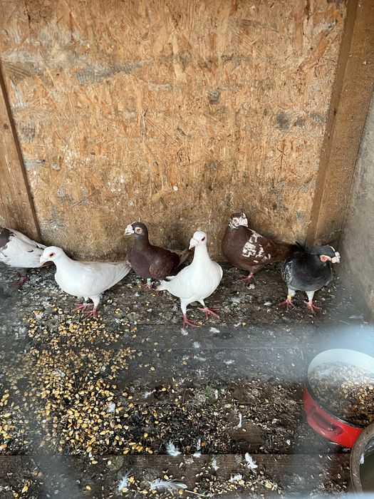 Voiajori stil vechi si Duduros