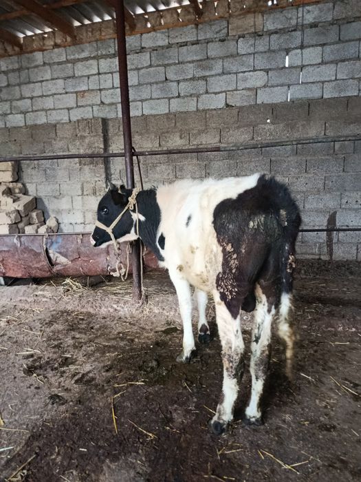 Буқа сатылады аа