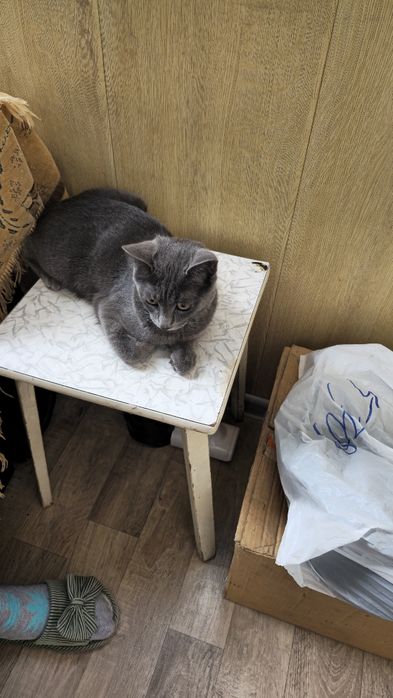 Отдам бесплатно котика