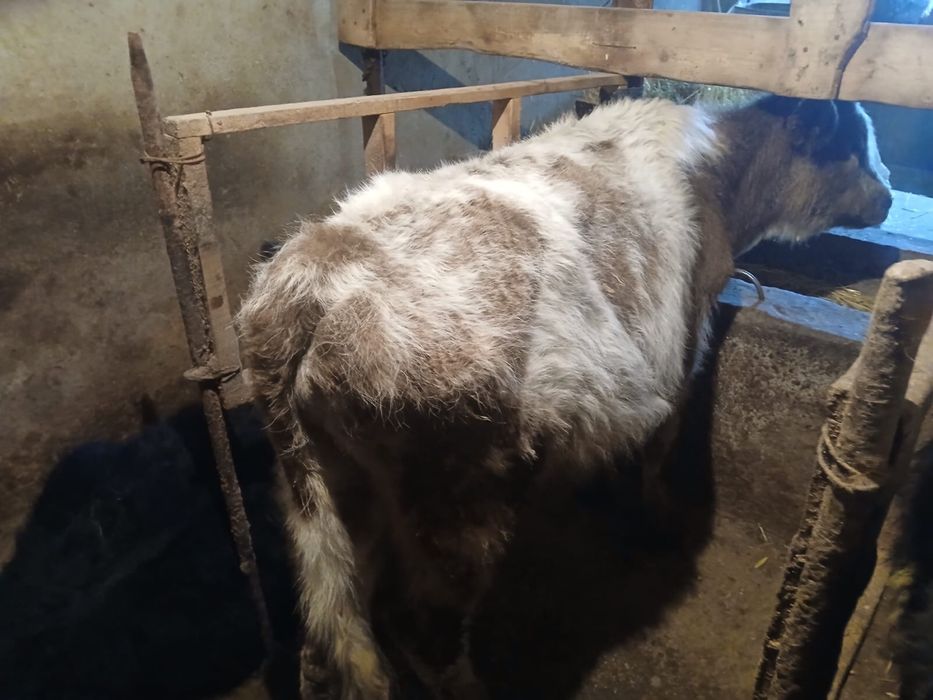 3 еркек 2 урғашы сатылады