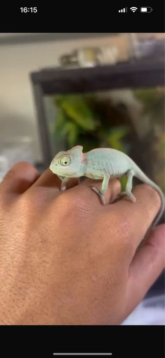 Йеменские хамелеоны малыши