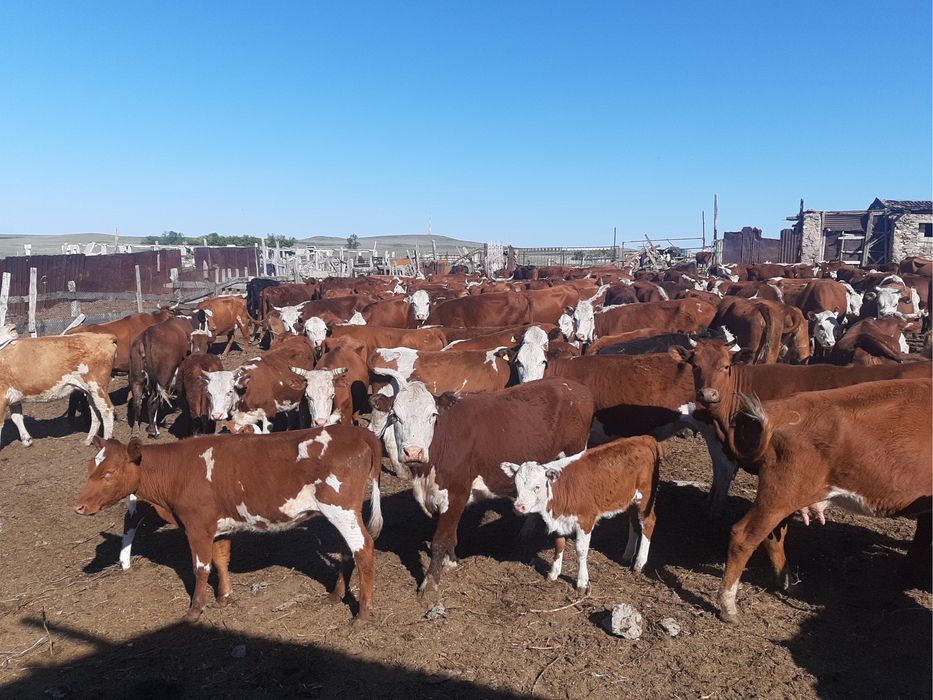 Крестьянское хозайство действуюши