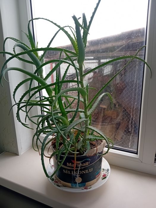 Алоэ продам.для лечения