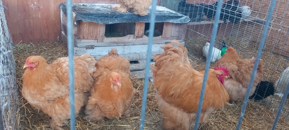 Cochinchina uriaș negru,Cochinchina uriaș galben și  Gersi giant