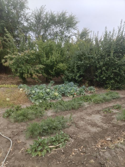 Продам дом 23 сотых