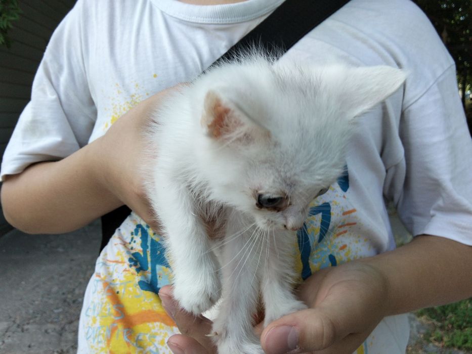 Котёнок белого цвета