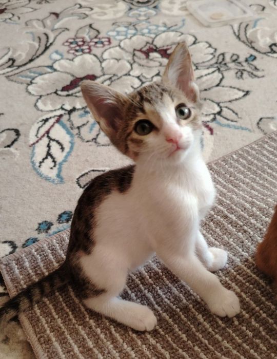Котята в ответственные руки!